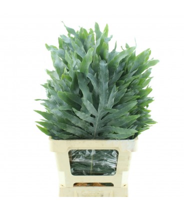 Fougère Cyrtomium Fort 70 cm