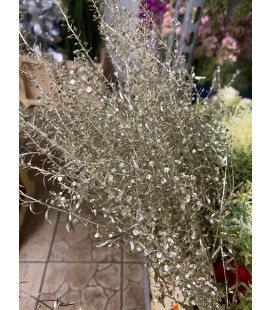 Panicum teinté Or Antique