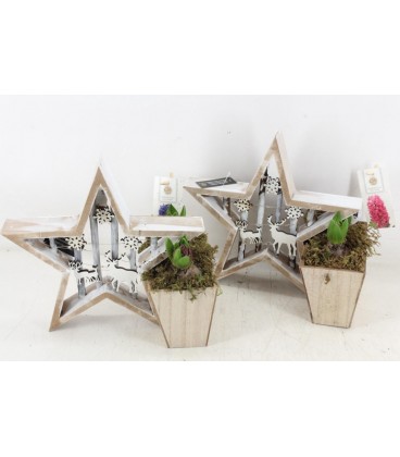 Compo etoile jardiniere x 2 j