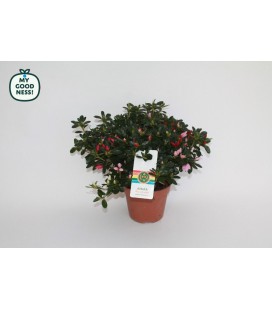 Azalée Arc en Ciel Fl Simple pot 14