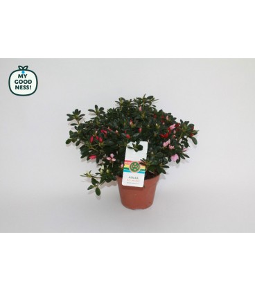 Azalée Arc en Ciel Fl Simple pot 14