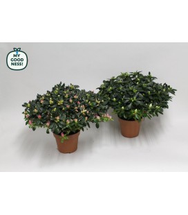 Azalée Tardive mix Ø 16 h 40