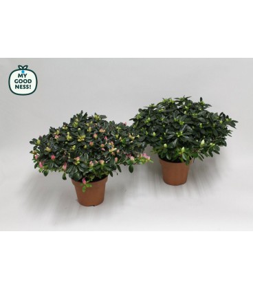 Azalée Simsii Ø 16 h 40