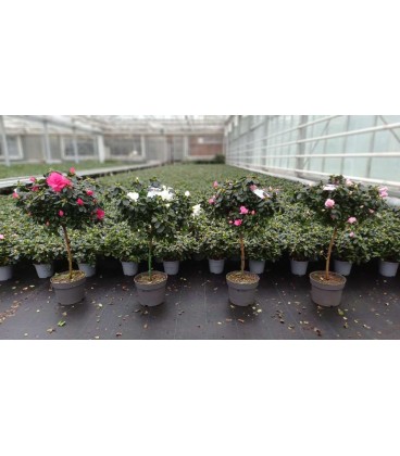 Azalée tige Ø 19 mix