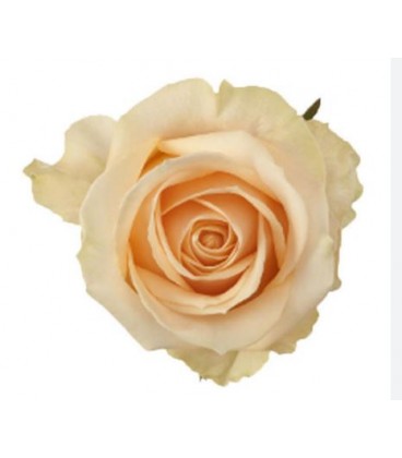 Rose equat Avalanche peach 50 x 25 