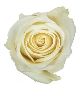 Rose Colom Sugar Doll  60 cm x 25