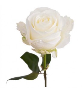 Rose Equat Tibet 50 cm x 25