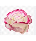 Rose Equateur Sweetness 50 cm
