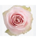 Rose Equateur Pink Mondial 50 cm