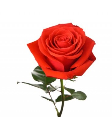 Rose Equateur Nina 50 cm x 12