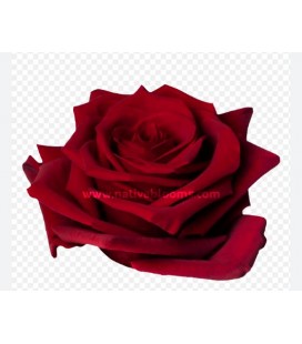 Rose Equateur Explorer 50 cm x 25