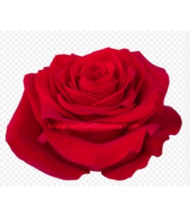 Rose (Colom) Freedom 60 cm X 25