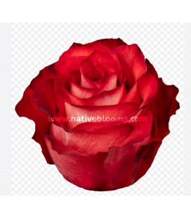 Rose Equateur Iguana 50 cm x 25