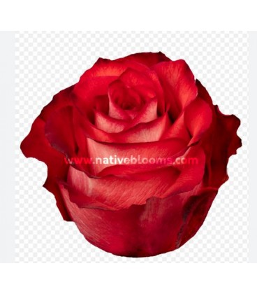 Rose Equateur Iguana 60 cm x 25