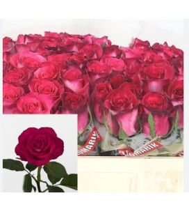 Rose Nicoletta 60 cm