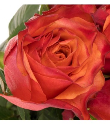 Rose Firelight 50 cm