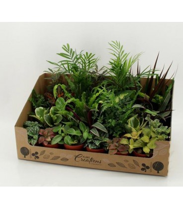 Plantes Verte Mix pot de 9 par 24