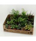 Plantes Verte Mix pot de 9 par 24