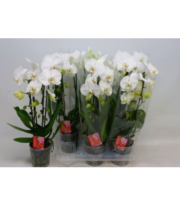 Phalaenopsis Cascade pot 12 2 br 