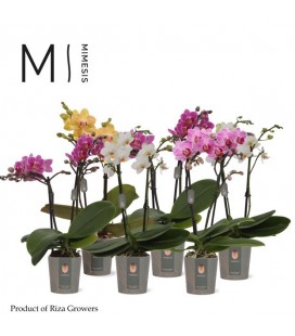 Phalaeno Mf pot 07 h 32