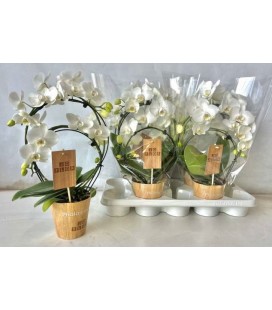 Phalaenopsis Arceau blanc Ø 12 h 45