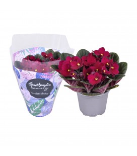 Saint Paulia Pot de 09