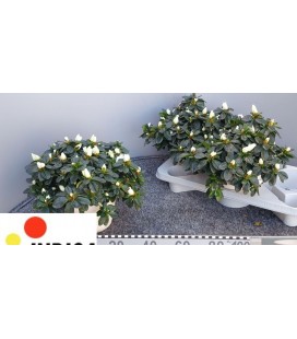 Azalee Blanc pot de 17