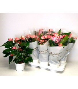 Anthurium Mystique Ø 17