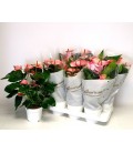 Anthurium Mystique Ø 17