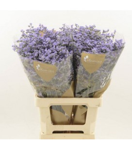 Limonium Utah Blue 70 cm