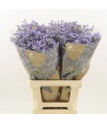 Limonium Utah Blue 70 cm