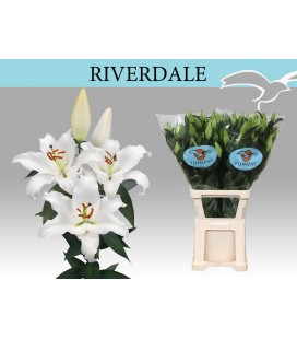 Lys or Riverdale 100 cm