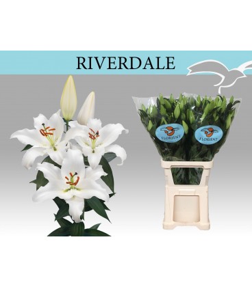 Lys or Riverdale 100 cm