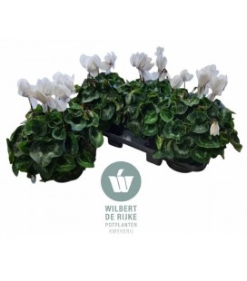 Cyclamen pot de 17 Mammoth mix