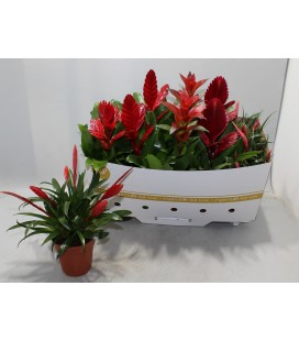 Bromelia mix pot de 12