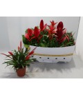 Bromelia mix pot de 12