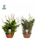 Spathyphillium chopin pot de 9