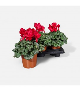 Cyclamen Curly pot de 17 
