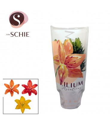 Lys mix pot de 13 h 40