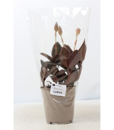 Ludidsia Discolor Ø12