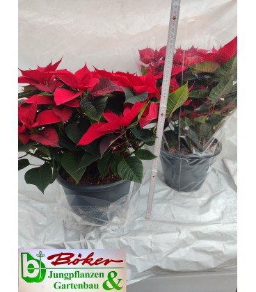 Poinsettia pulcherrim OV  coupe 27