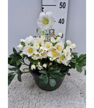 Hellebore Niger coupe 27