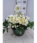 Hellebore Niger coupe 27