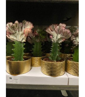 Euphorbe Lac Cristata pot de 10.5