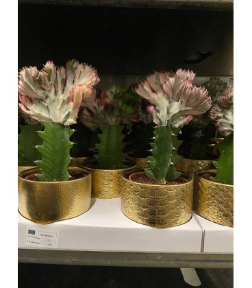 Euphorbe Lac Cristata pot de 10.5