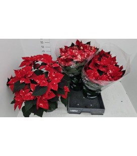 Poinsettia Fantas star Ø 22