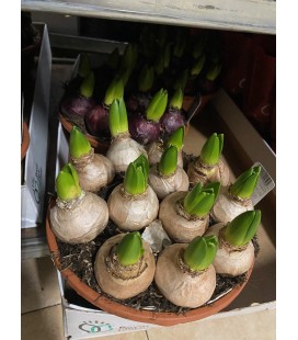 Jacinthe mix 3 coul coupe de 21 cm