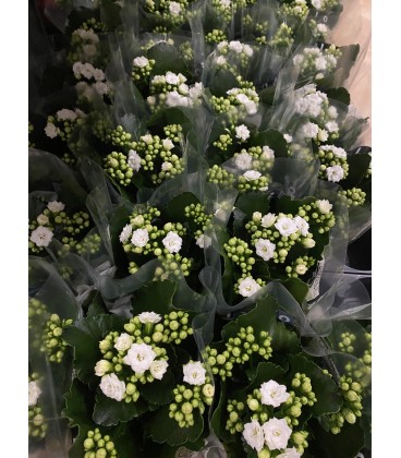 Kalanchoe Blanc Ø 12