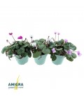 Cyclamen Coum 10.5