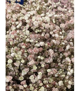 Gypso pailettes ROUGE FLO